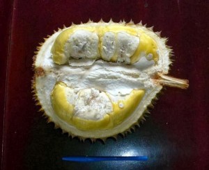 gambar durian matahari image