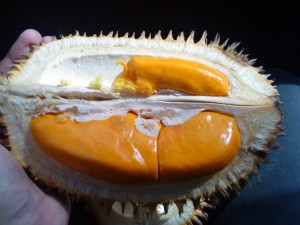 gambar durian tembaga image