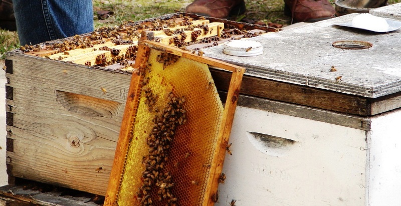 gambar sangkar lebah madu siap panen