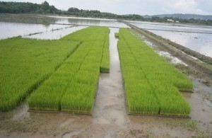 gambar pembibitan cara menanam padi image