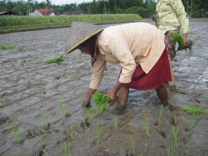 gambar cara menanam padi secara tepat image 