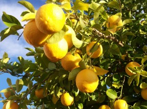 gambar manfaat buah lemon image