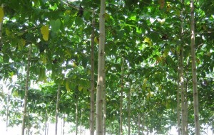 gambar budidaya pohon jabon