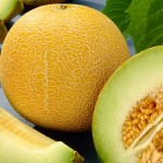 gambar cara menanam melon image