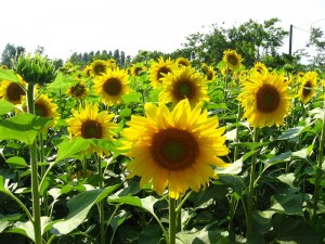 gambar cara menanam bunga matahari pada media lahan image