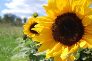 gambar cara menanam bunga matahari image