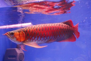 gambar Ikan Arwana Red image