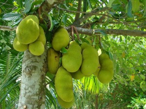 gambar pohon dari manfaat buah nangka image