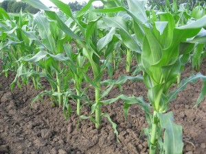 cara menanam jagung manis (pembubuhan dan penyiangan tanaman) image