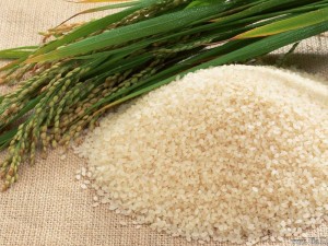 gambar cara menanam padi organik | panduan praktis image