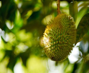 gambar manfaat buah durian image