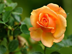 gambar cara menanam mawar cantik image