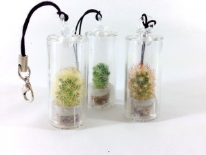 gambar kaktus mini bentuk souvenir 