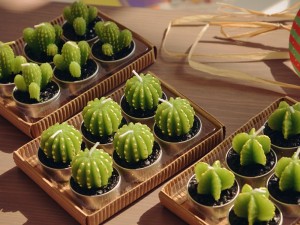 gambar bunga kaktus mini nan eksotik image