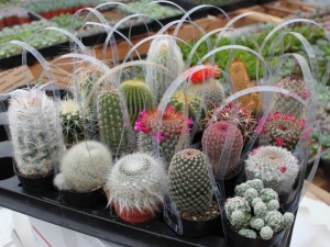 gambar kaktus mini bentuk souvenir rangkaian di hias pita image
