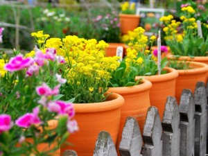 tips praktis cara menanam bunga image