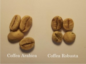 gambar perbedaan kopi robusta dan arabika image