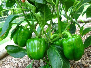 cara menanam paprika dengan media pot image