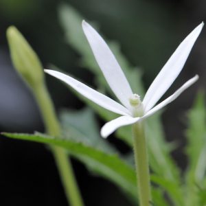 Bunga kitolod berwarna putih image
