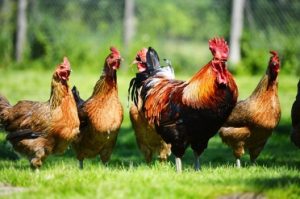 Prinsip membangun bisnis ayam kampung image