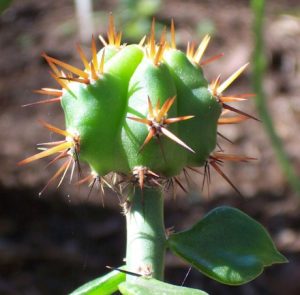 Kaktus Pereskiopsis Spathulata diOkulolasi dengan kaktus lain image