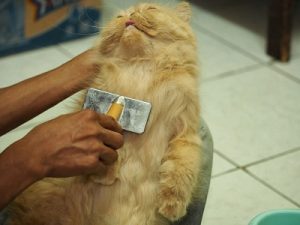 cara merawat kucing persia