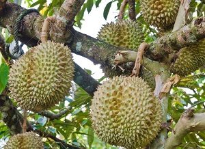 Tips Perbanyakan Tanaman Durian Untuk Mendapatkan Bibit Pilihan