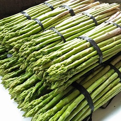 budidaya asparagus