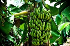 tumbuhan pisang