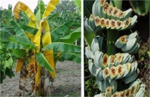 tumbuhan pisang