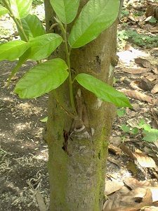 budidaya tanaman kakao