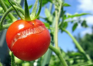 buah tomat tidak boleh kelebihan atau kekurangan air agar tidak retak image