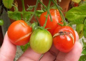 Tips cara bikin tanaman hidroponik tomat terhidar dari busuk dan retak image