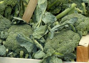 Tips Cara Menanam Brokoli Hidroponik Sederhana Baca Di Sini