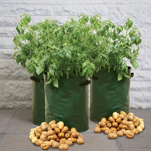 cara menanam kentang di polybag