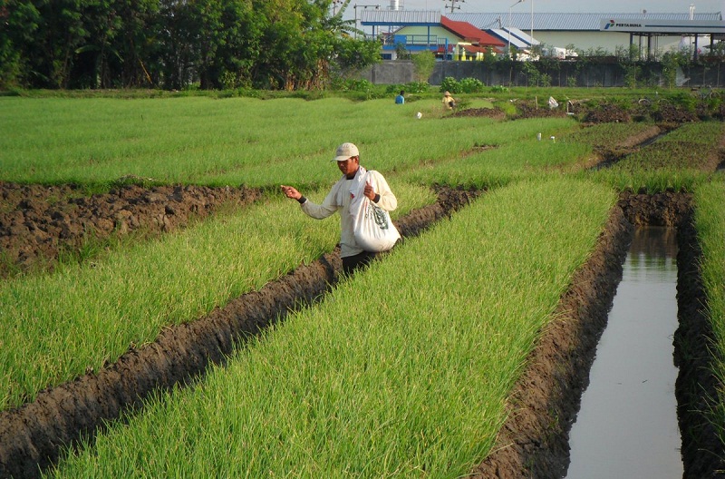 6 Tahapan Penting Cara Menanam Bawang Merah – Infoagribisnis