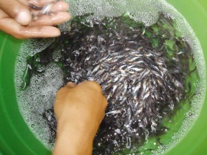 Dewasa ini banyak orang mencoba keberuntungan dengan menjajal perjuangan atau bisnis sendiri Ini Dia Peluang Usaha yang Prospektif, Pembenihan Ternak Ikan Patin di Lahan 100 m2