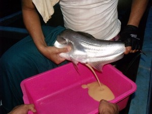 Dewasa ini banyak orang mencoba keberuntungan dengan menjajal perjuangan atau bisnis sendiri Ini Dia Peluang Usaha yang Prospektif, Pembenihan Ternak Ikan Patin di Lahan 100 m2