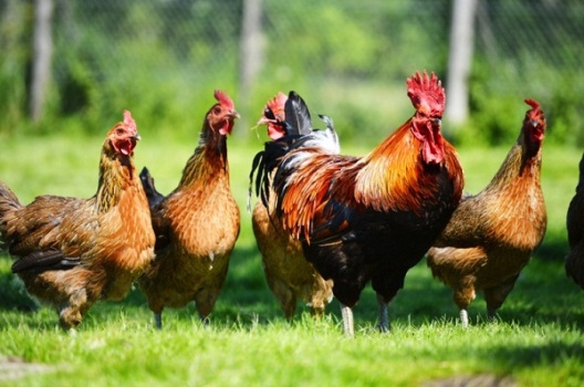 8 Prinsip Membangun Bisnis Ternak Ayam Kampung