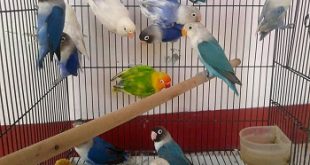 kandang ternak lovebird