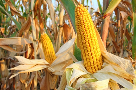 1 jagung produk olahan jagung image