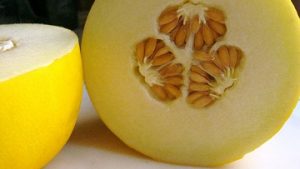 Tips Meledakkan Daya Jual Hasil Budidaya Melon  Kuning  Anda