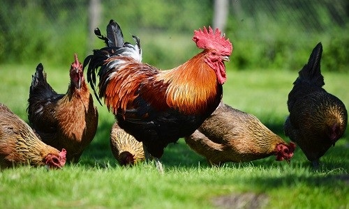 Cara Beternak Ayam Kampung Dengan 2 Sistem Pemeliharaan