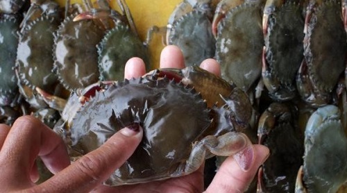 Menjepit Keuntungan Berlimpah Dari Bisnis Kepiting Soka