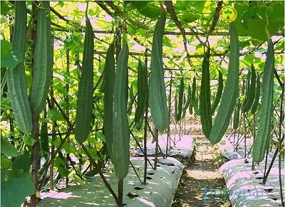 8 Cara Menanam Gambas Di Perkarangan Rumah Ilmubudidaya Com