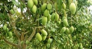 agar pohon mangga cepat berbuah